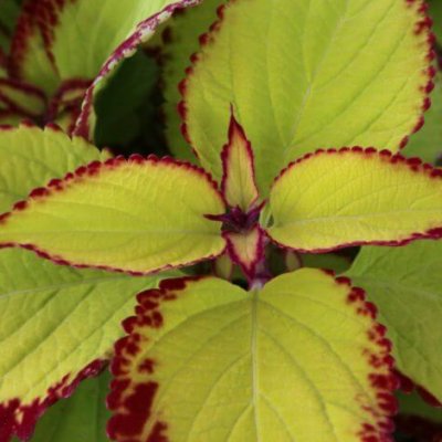 Stained Glass Velvet Coleus