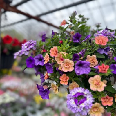 Hanging Baskets