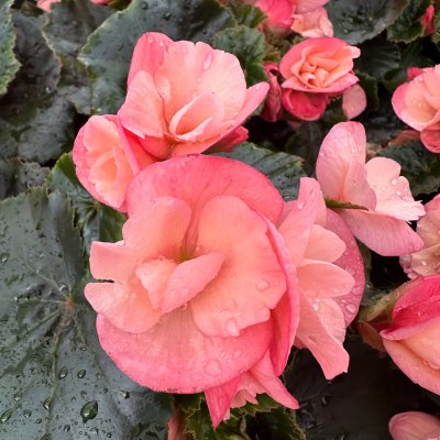 4" DragoneSunset RiegerBegonia