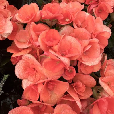 4" Orange Batik Rieger Begonia