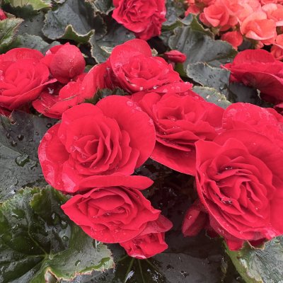 4" M2P Red Rieger Begonia