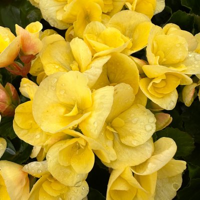 4" Yellow Blitz Rieger Begonia