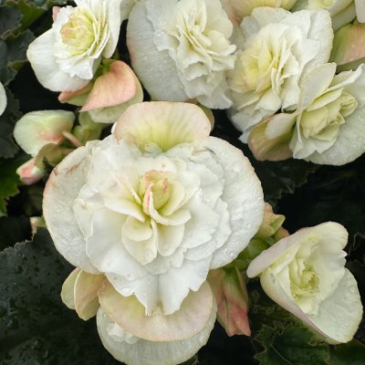 4" M2J White Rieger Begonia