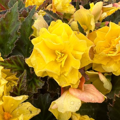 4" Port Yellow I'conia Begonia