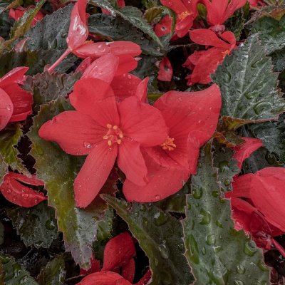 4" Bachelorette I'coniaBegonia