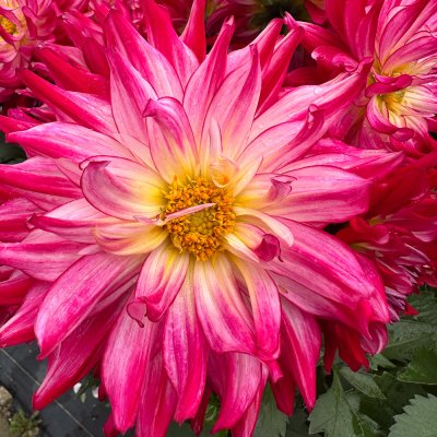 Dahlia