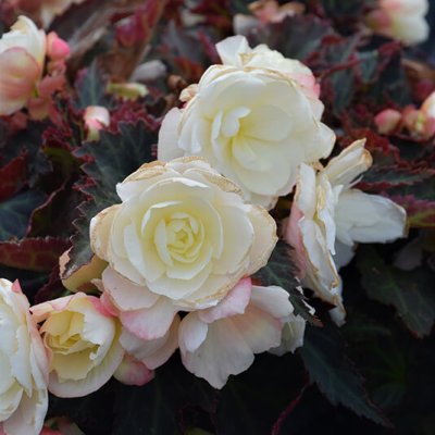 Bacio White I'conia Begonia