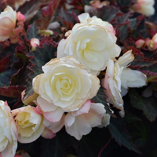 Bacio White I'conia Begonia