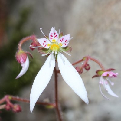Saxifraga Strawberry Begonia