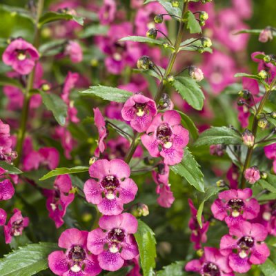 4" Perfectly Pink Angelonia