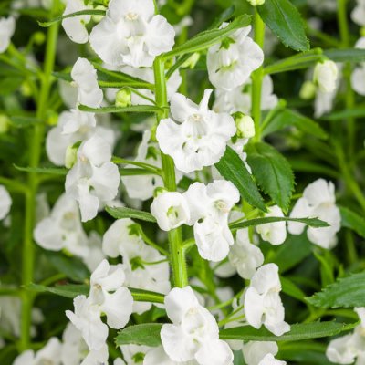 4" White Angelonia