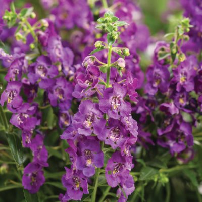 4" Angelface Blue Angelonia