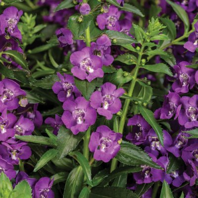 4" Super Blue Angelonia