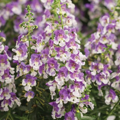 4" Wedgewood Blue Angelonia