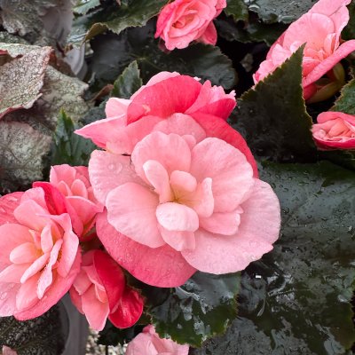 4" DragoneChamp Rieger Begonia