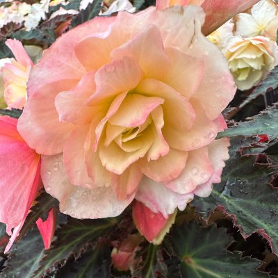 4" Lemon Berry I'conia Begonia