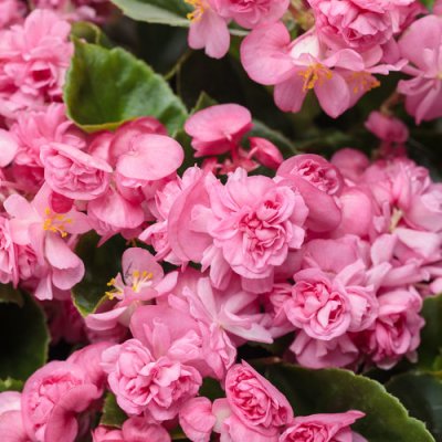 Double Up Pink Begonia