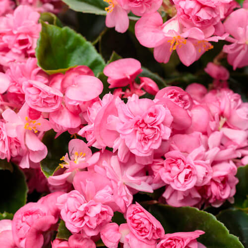 Double Up Pink Begonia