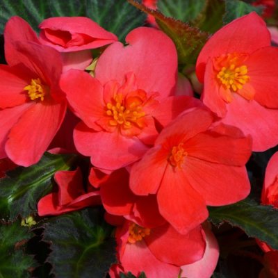 First Kiss I'conia Begonia