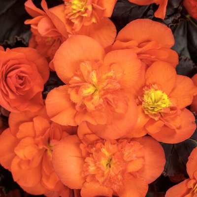Choc. Orange Begonia HB