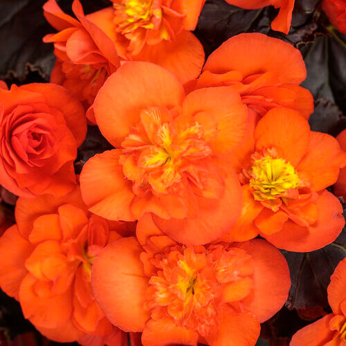 Choc. Orange Begonia HB