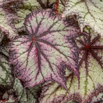 1# Space Age Europa Begonia