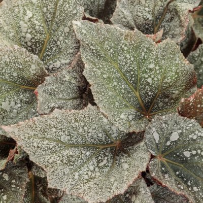 Begonia Space Age Triton