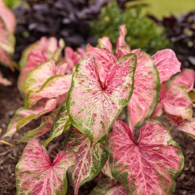 Caladium Blushing Bride Qt