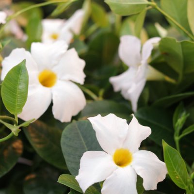 Bombshell White Mandevilla