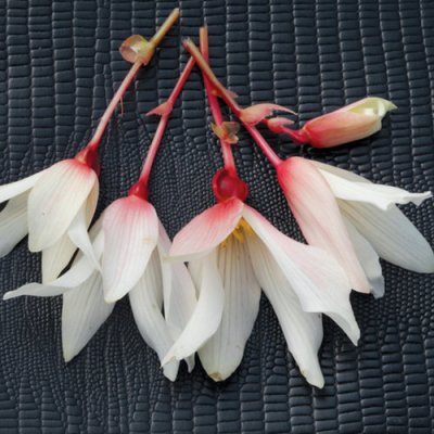 BossaNova PureWhite Begonia