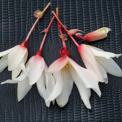 BossaNova PureWhite Begonia