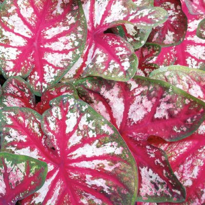 Bottle Rocket H2H Caladium Qt