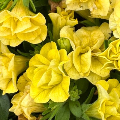 4" Double Yellow Superbells