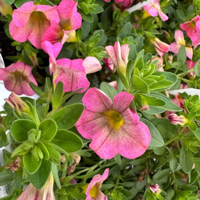 4" Honeyberry Superbells
