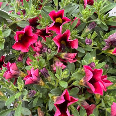 4" Watermelon Punch Superbells