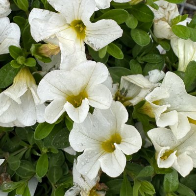 4" Superbells White
