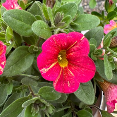 4" Superbells Tropical Sunrise