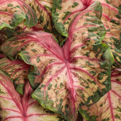 Caladium Clowning Around Qt