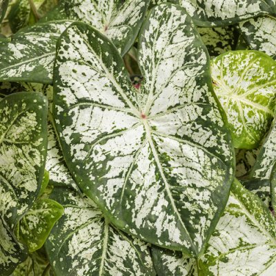 Caladium Snow Flurry Qt