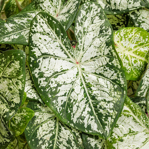 Caladium Snow Flurry Qt