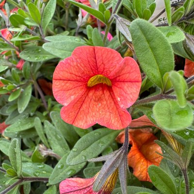 4" Superbells Dreamsicle