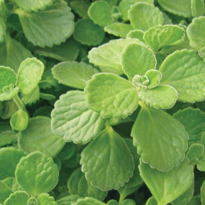 CervezaN'Lime Plectranthus
