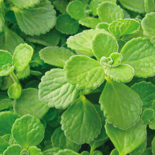 CervezaN'Lime Plectranthus
