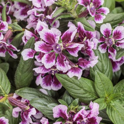 Totally Tempted Frosted Violets Cuphea