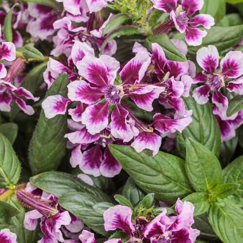 Totally Tempted Frosted Violets Cuphea