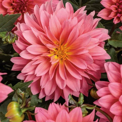 Virtuoso Pinkerific Dahlia 1#