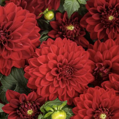 Virtuoso Classy Carmine Dahlia 1#