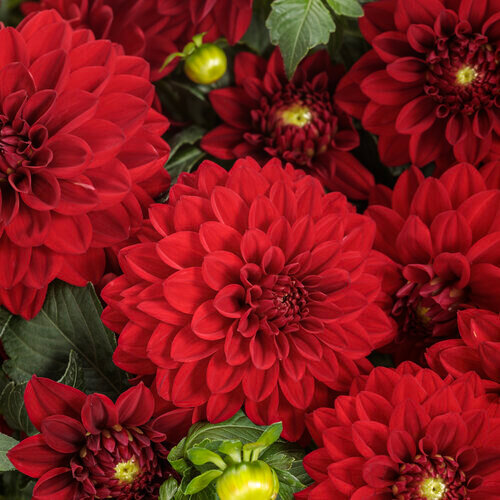 Virtuoso Classy Carmine Dahlia 1#
