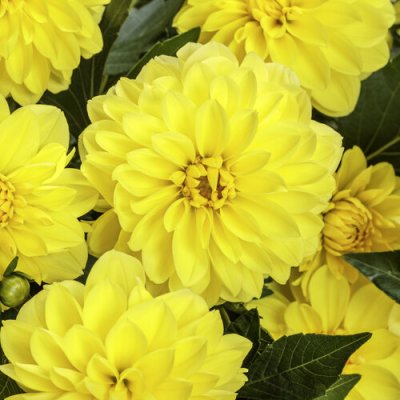 Virtuoso Dayglo Yellow 1#