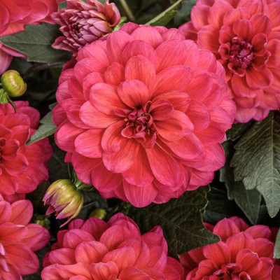 4" Virtuoso Rad Raz Dahlia